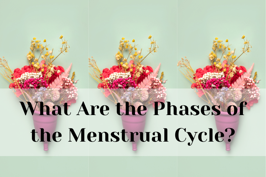 What Are the Phases of the Menstrual Cycle
