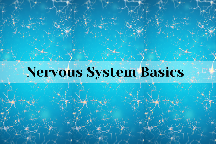 the basics of our nervous system