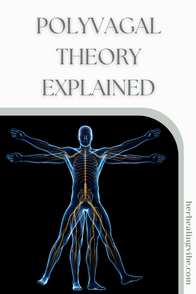 understanding the basics of the nervous system and polyvagal theory free